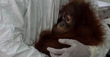 W niemieckim zoo zmarł orangutan. PETA twierdzi, że miał koronawirusa