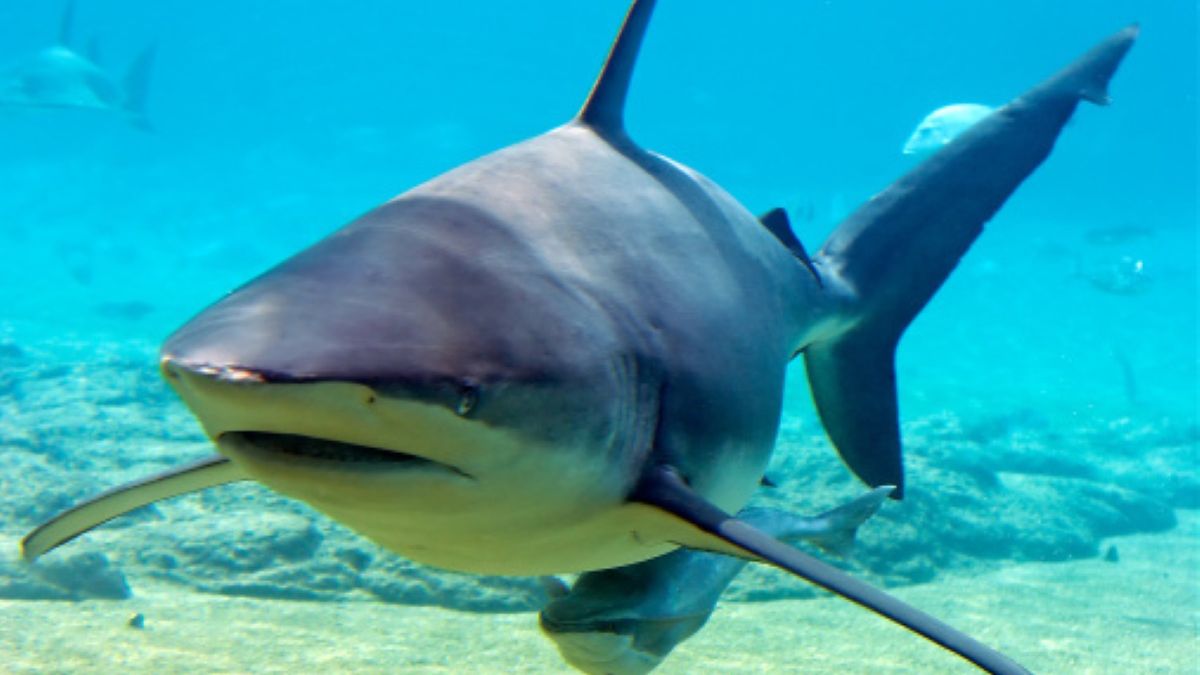 Surfer został zaatakowany przez żarłacza miedzianego 