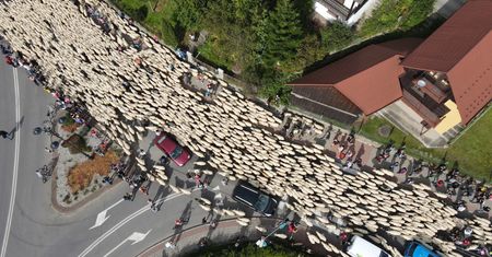 Jesienny redyk w Szczawnicy. Polacy uwielbiają tę widowiskową tradycję