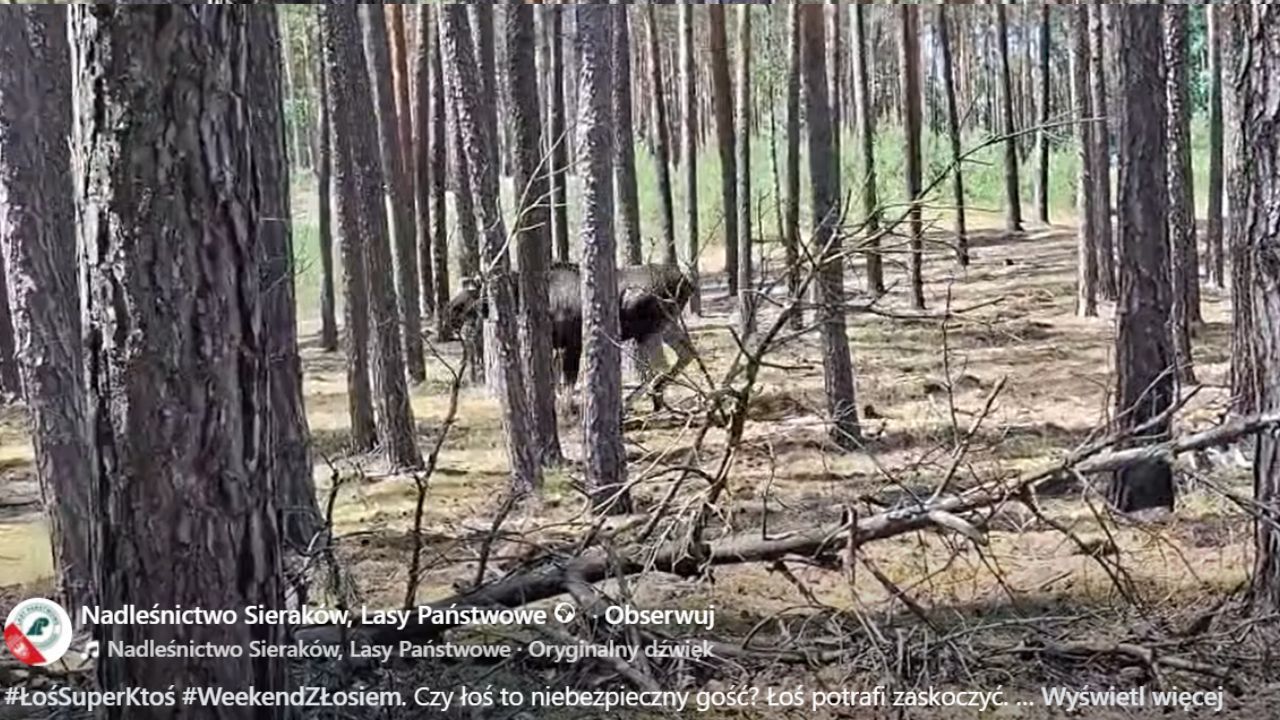 Screen nagrania z Nadleśnictwa Sieraków
