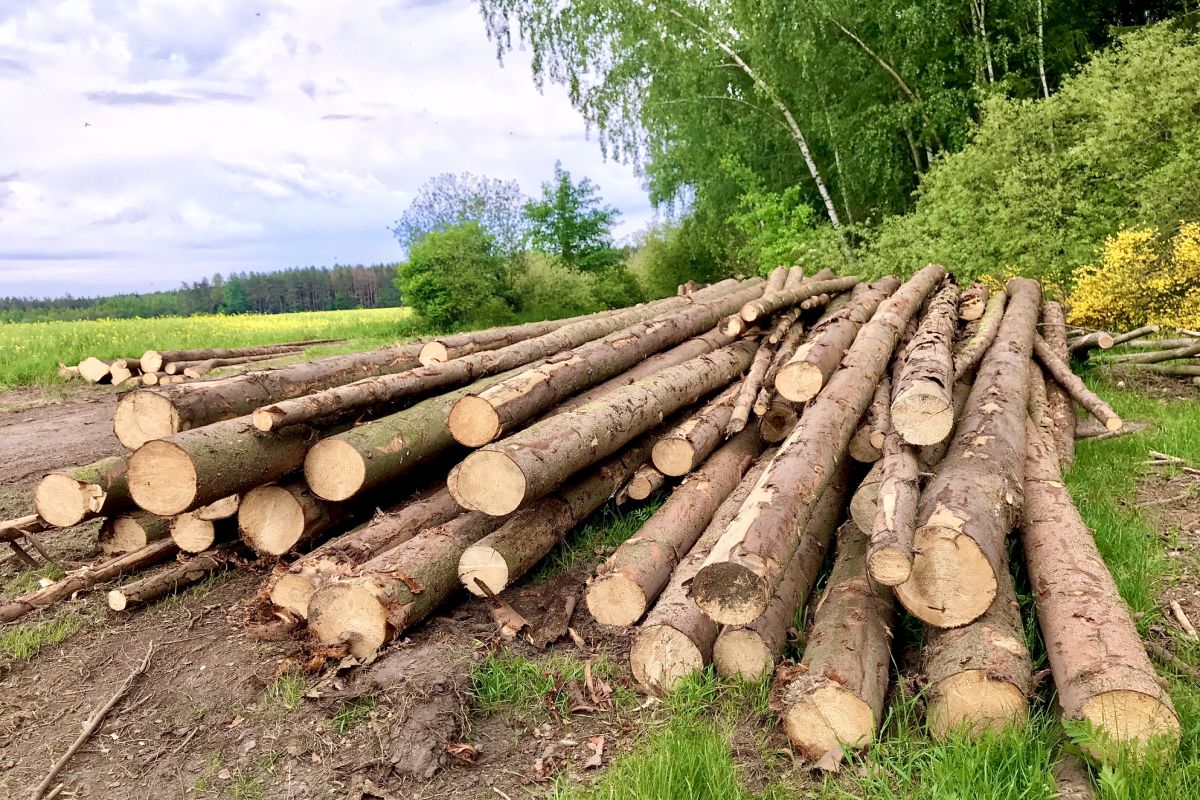 Leśniczy miał nielegalnie wycinać drzewa. Teraz pozywa nadleśnictwo