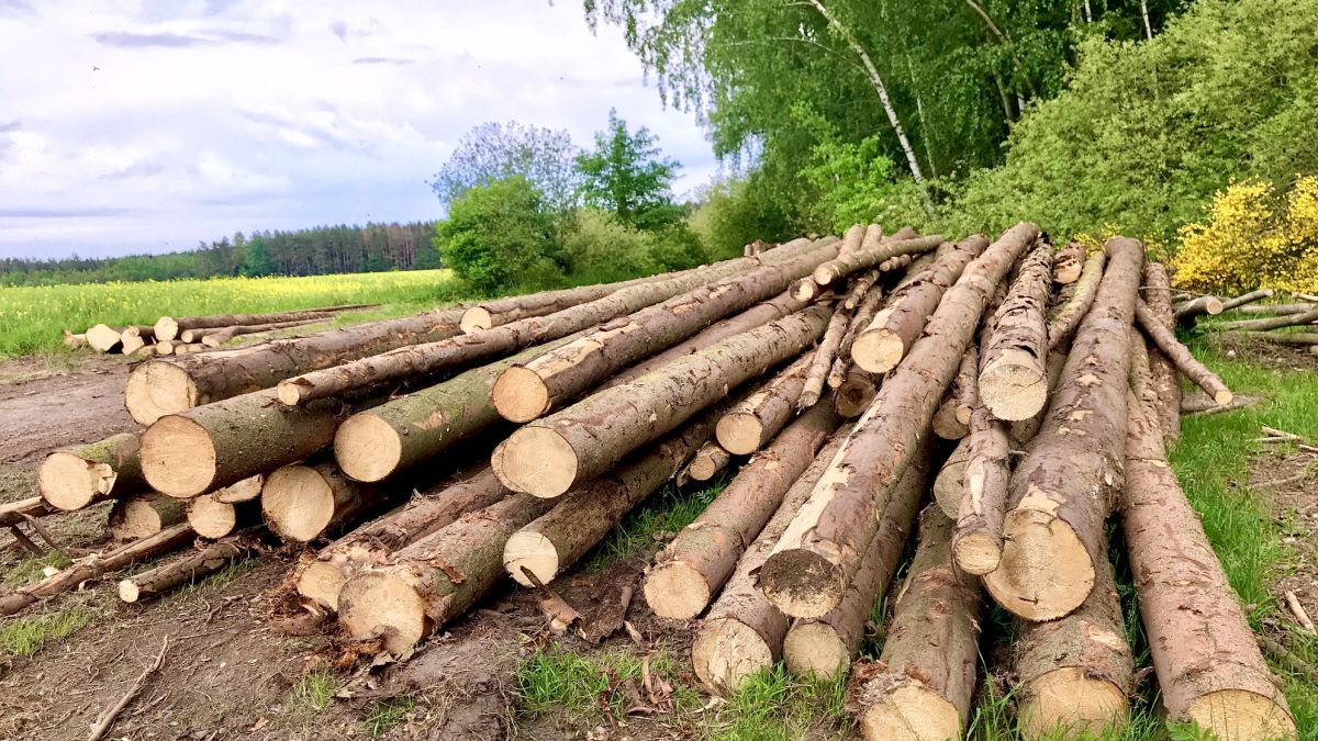 Wycinka drzew; zdj. ilustracyjne