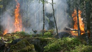 Pożar lasu w Sarbinowie. Pszczelarz z gminy Żnin został ukarany mandatem karnym