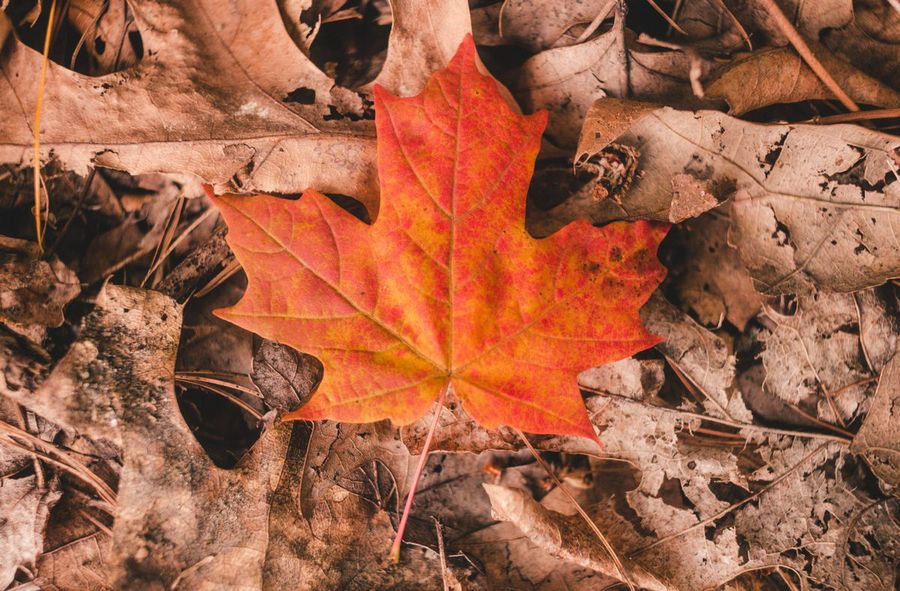 Leave the leaves alone. Cleaning them up disrupts ecosystems