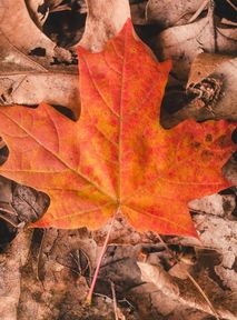 Leave the leaves alone. Cleaning them up disrupts ecosystems