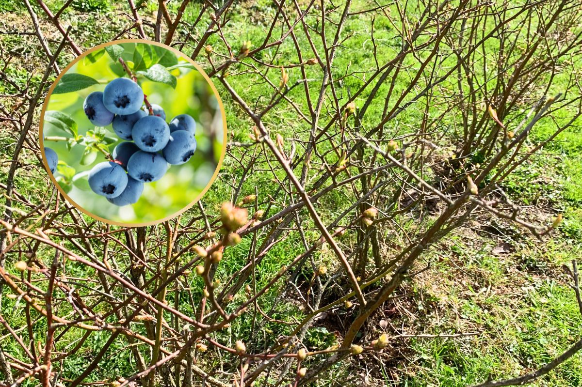 Jak uprawiać borówkę amerykańską?