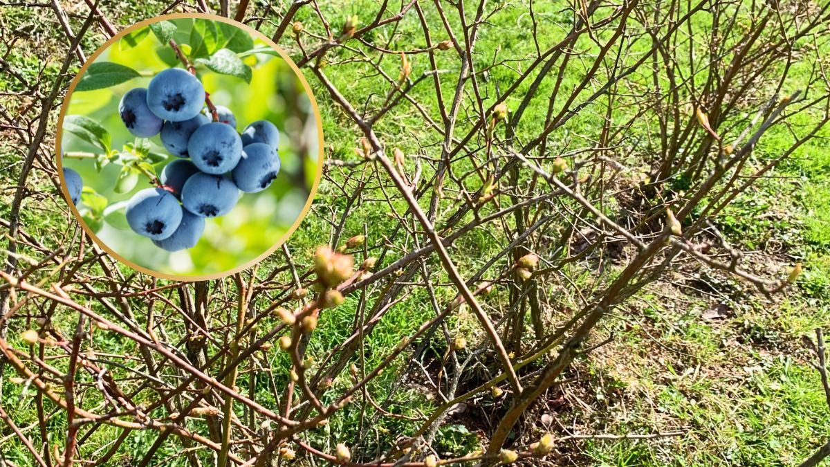 Jak uprawiać borówkę amerykańską?