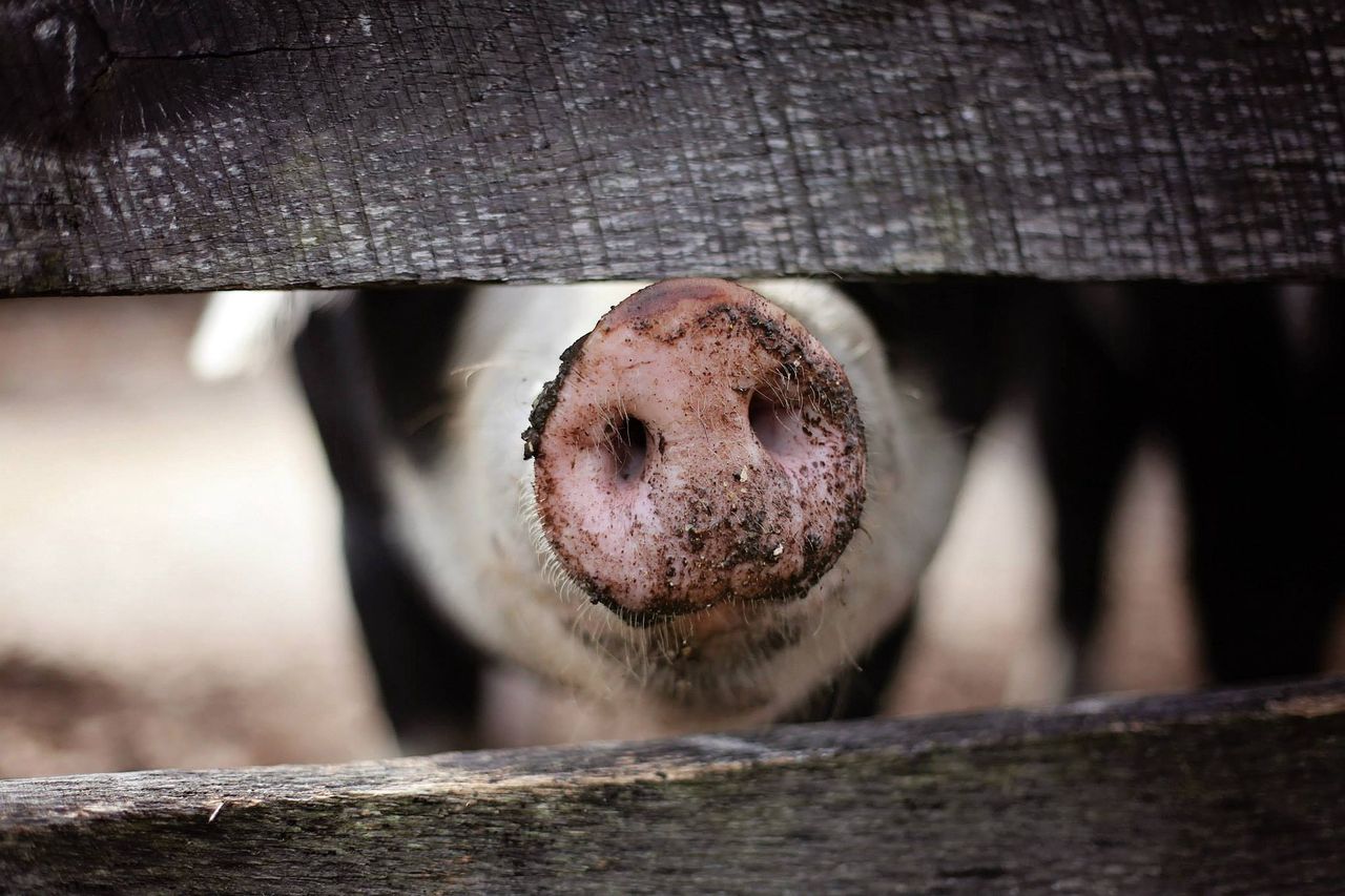 FDA wyfało zgodę na wykorzystywanie modyfikowanych genetycznie świń w celach medycznych i konsumpcyjnych