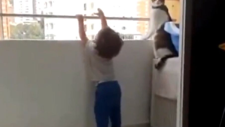 Bohaterski kot uratował dziecko