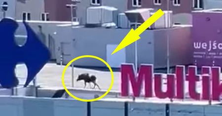 Tymczasem w Elblągu. Spójrzcie na dach galerii. Nagranie hitem sieci