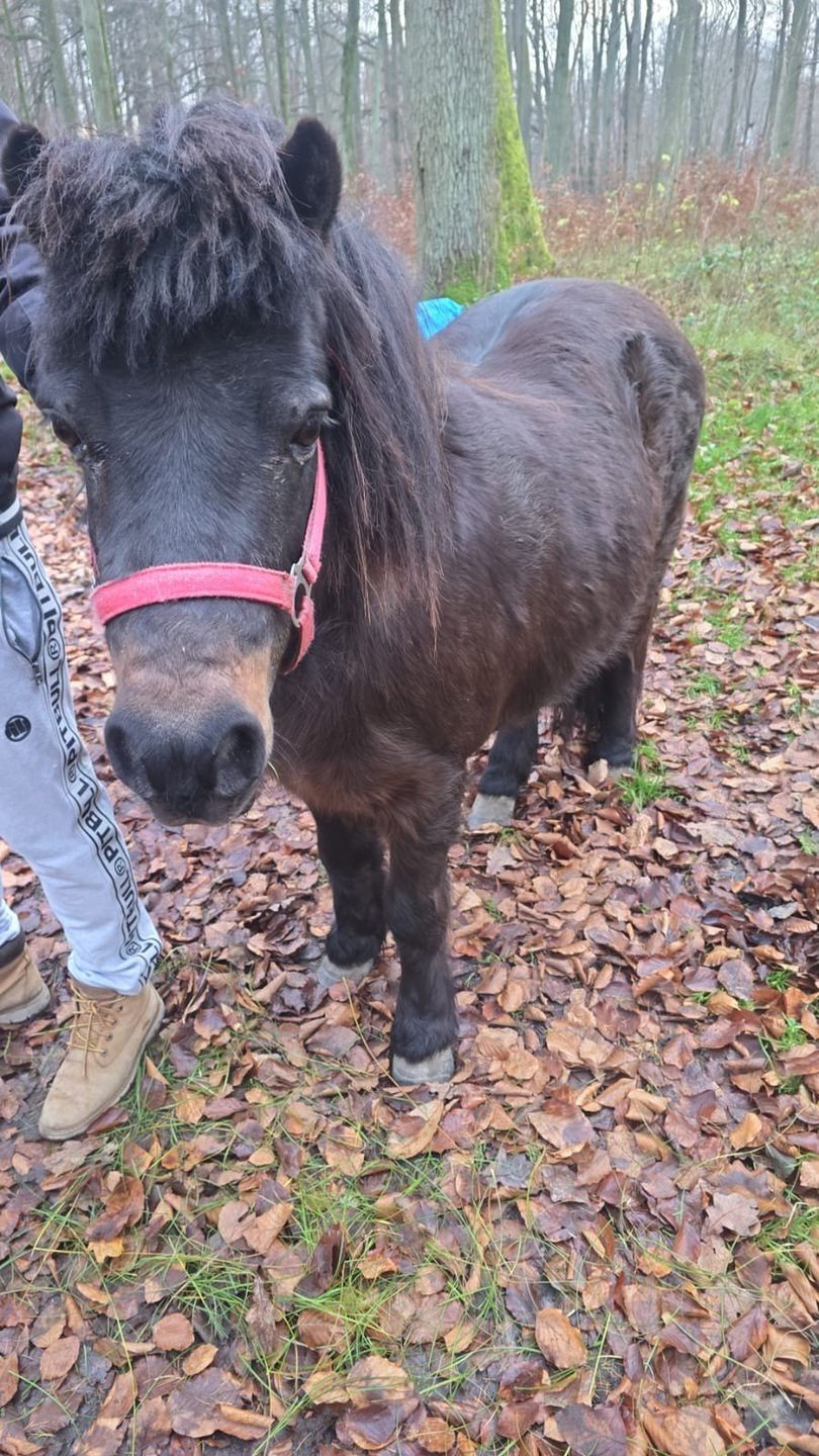 Spacer dwóch kucyków na ul. Morskiej w Koszalinie