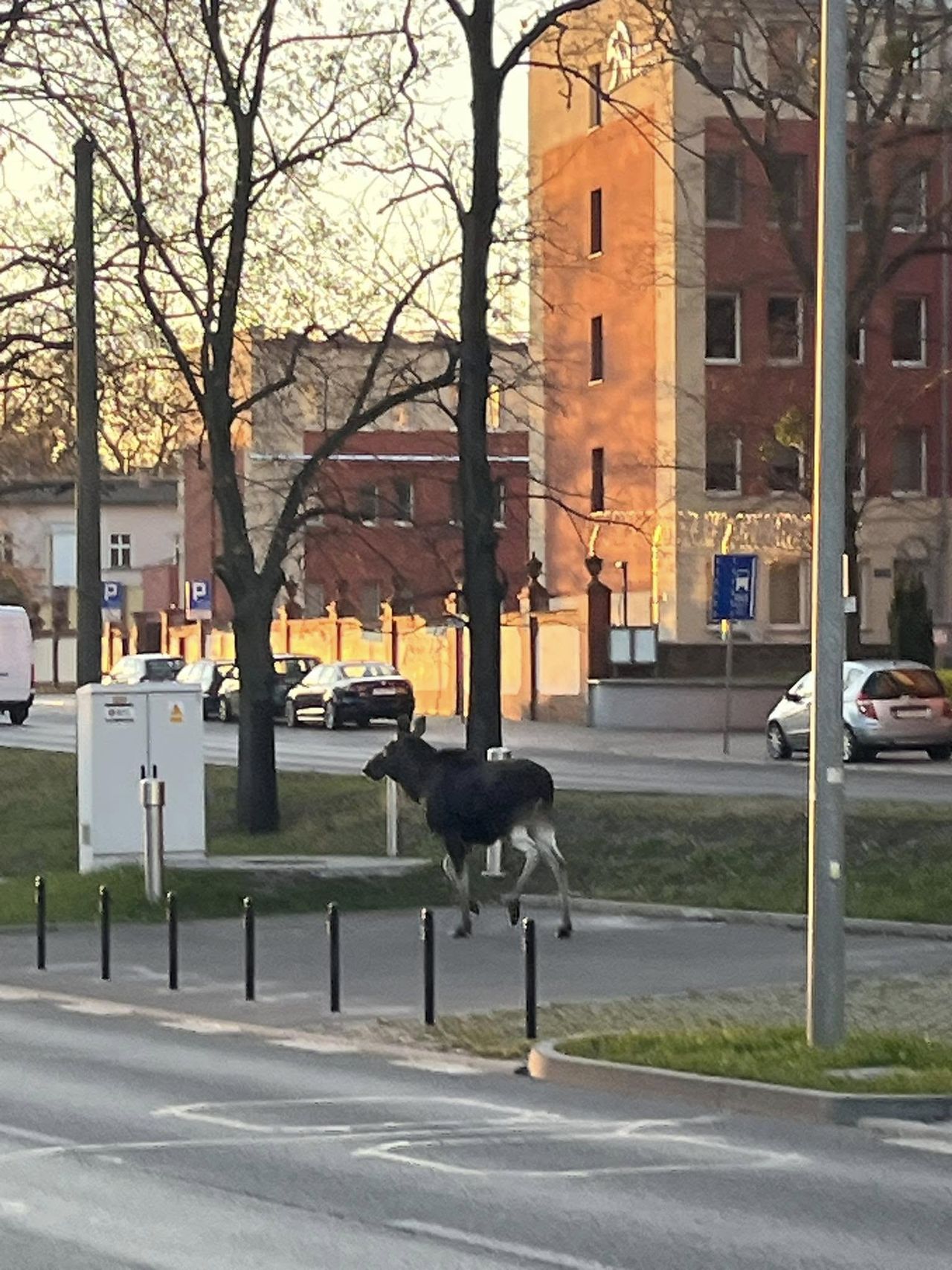 Spacerem przez miasto – dwa łosie zawitały do centrum Bydgoszczy