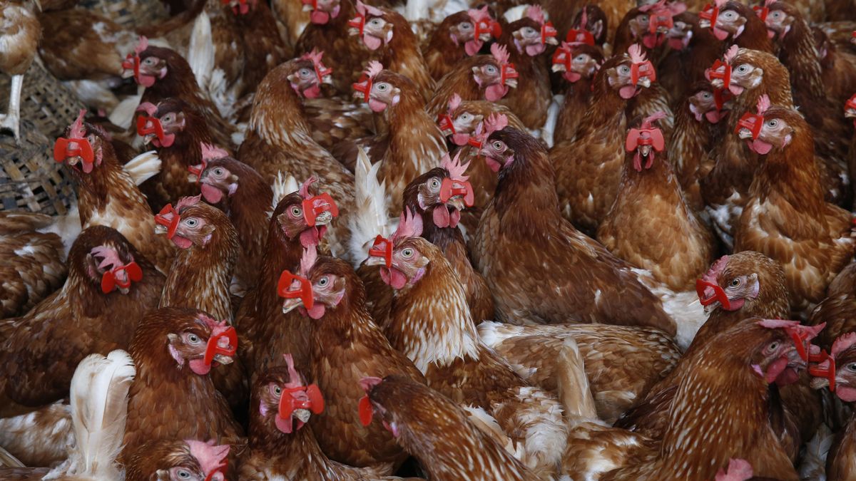Rzekomy pomór drobiu pojawił się w Polsce 