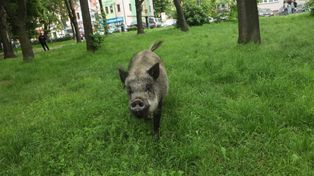 Dziki coraz częściej pojawiają się w Zabrzu. Miasto apeluje o ostrożność