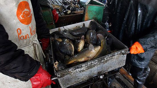 Zabicie ryb najlepiej pozostawić profesjonalistom