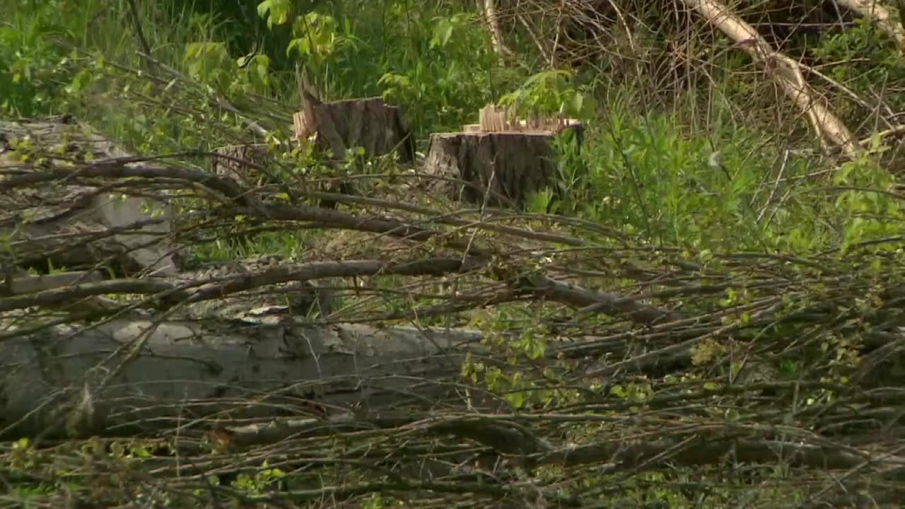 Prawie 15 milionów złotych kary za wycinkę. Deweloper działał nielegalnie