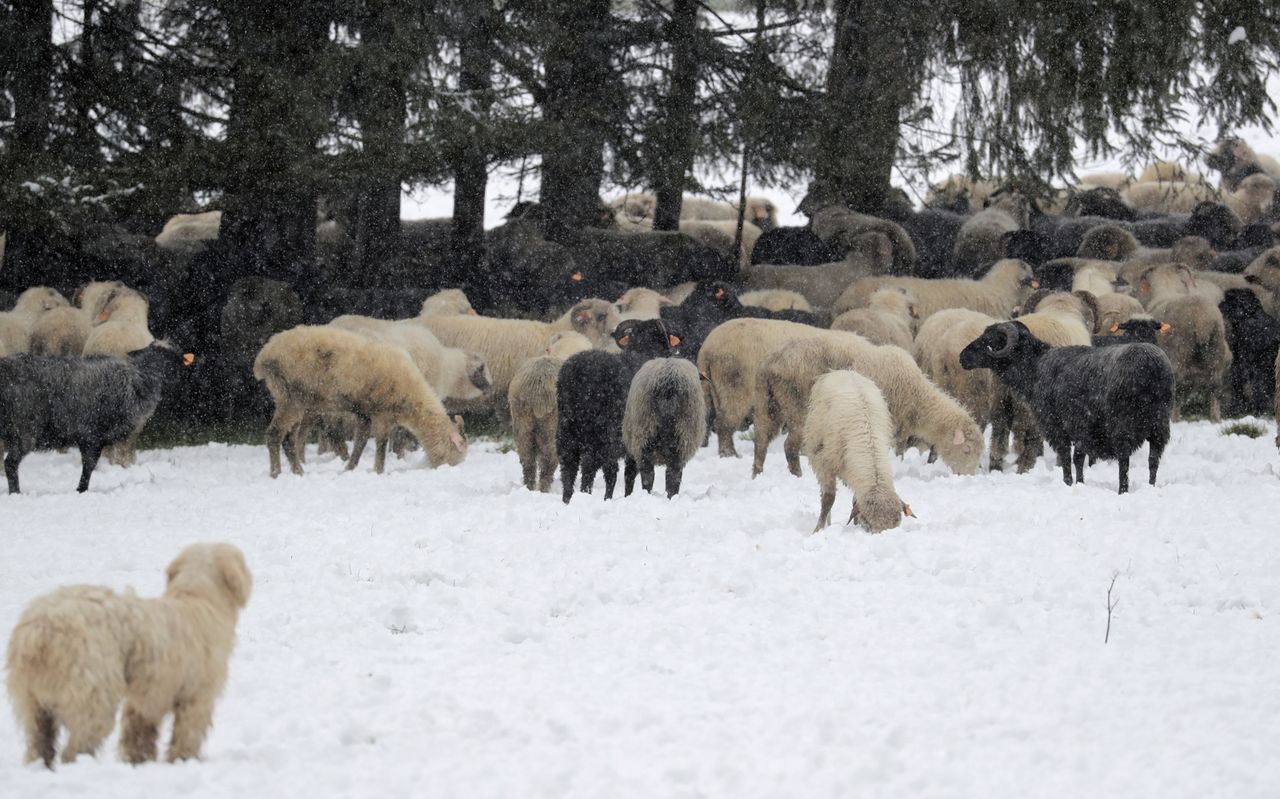 "Zimni ogrodnicy" dają się we znaki. Na Podhalu znów spadł śnieg