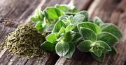 Oregano – wartości odżywcze, właściwości i zastosowanie