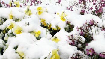 Bratki pod śniegiem