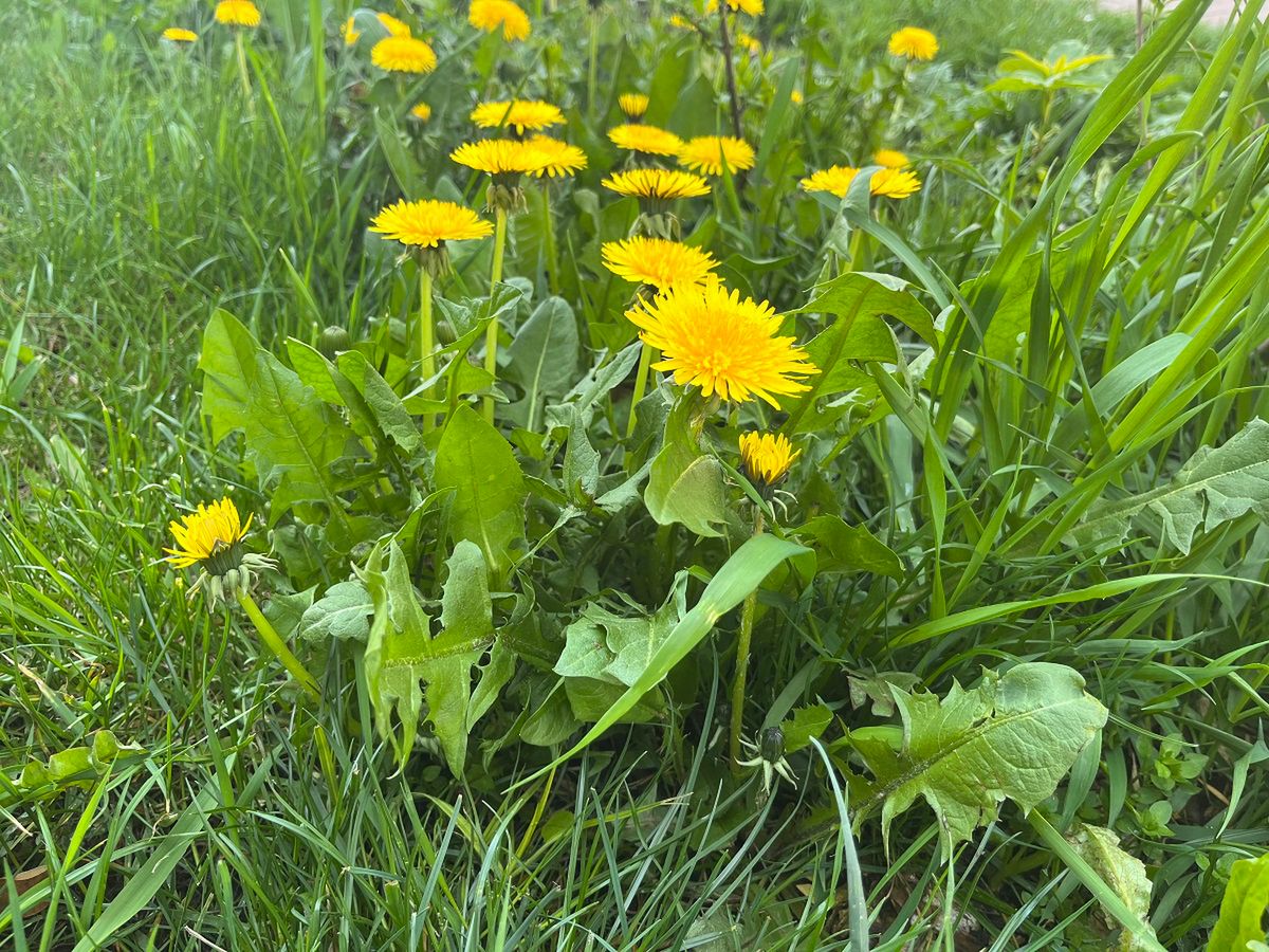 Nawóz z mniszka lekarskiego to świetny pokarm dla roślin. Fot. Genialne.pl