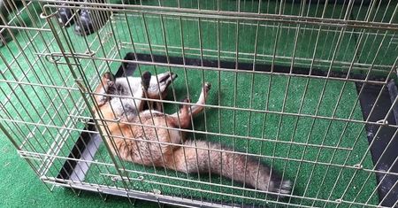 Udawał martwego. Lis chciał wykiwać straż miejską