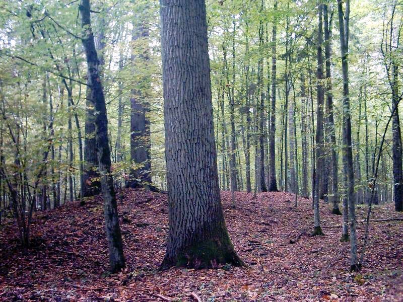 Puszcza Białowieska –  odkryto kilkadziesiąt kurhanów sprzed 1,5 tys. lat