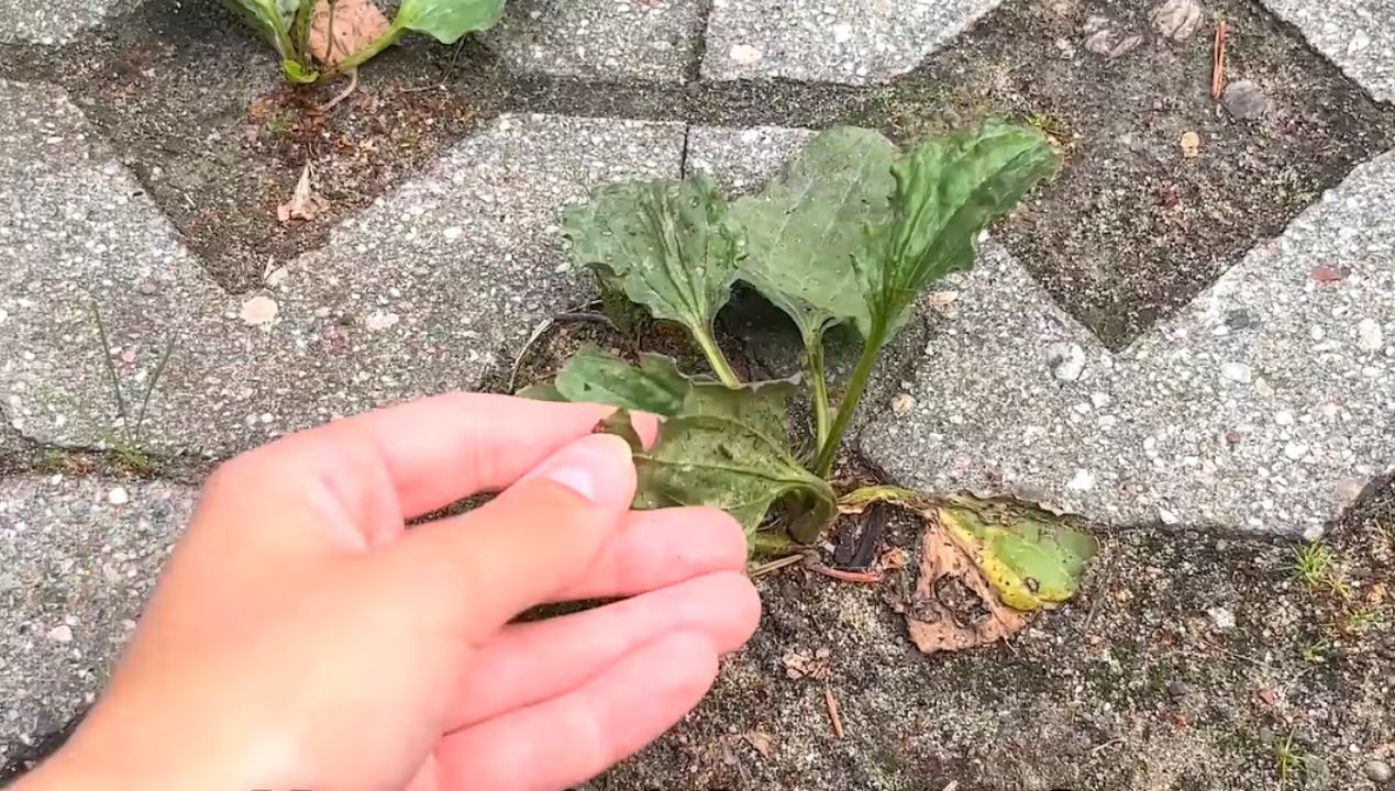 naturalny środek na chwasty na kostce brukowej, fot. Genialne.pl