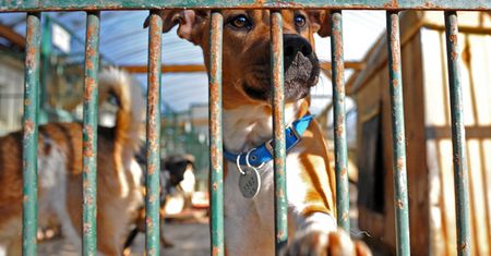 Zwierzęta z krakowskiego schroniska czekają na adopcję