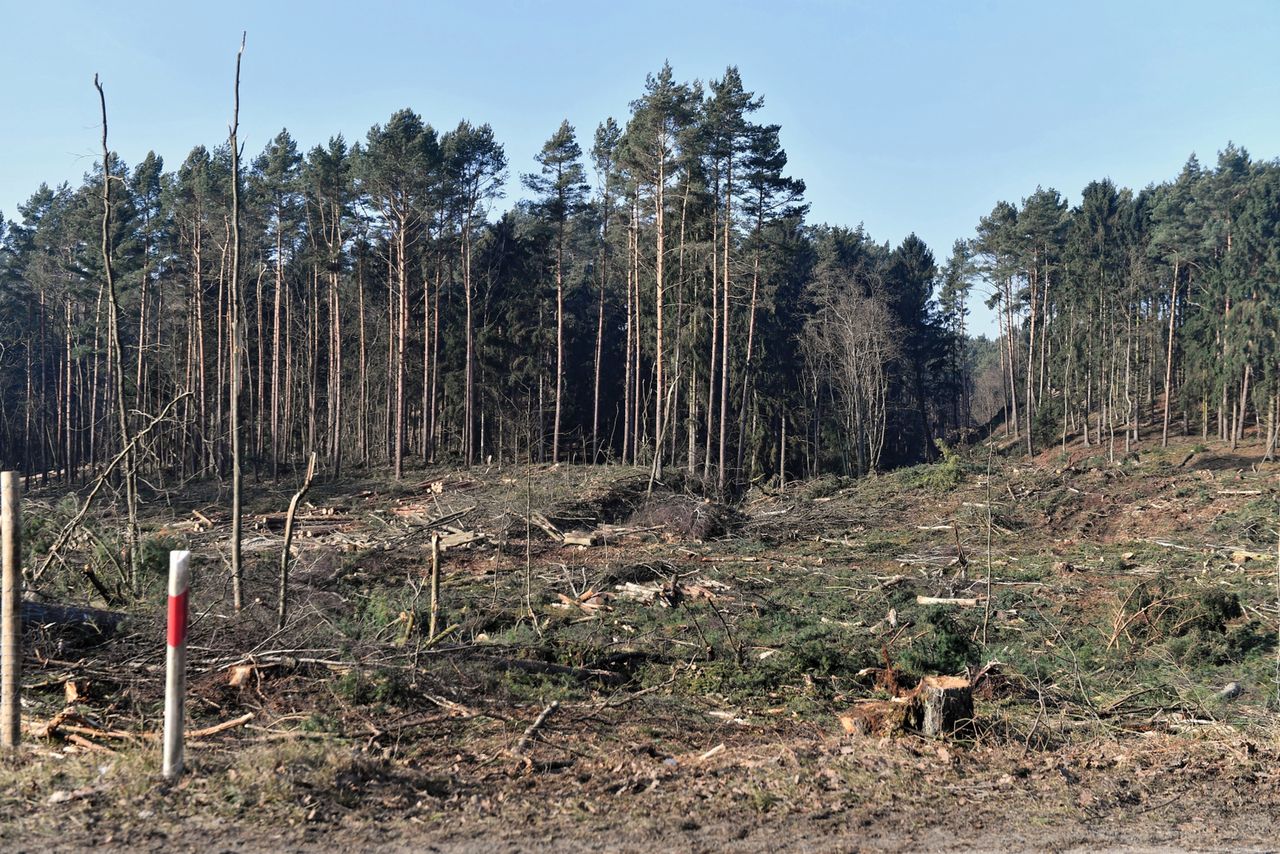 Mierzeja Wiślana. Wycinka drzew zakończona