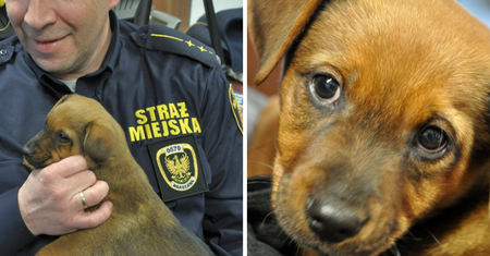 Oto nowa maskotka Straży Miejskiej. Wabi się "Słoik"