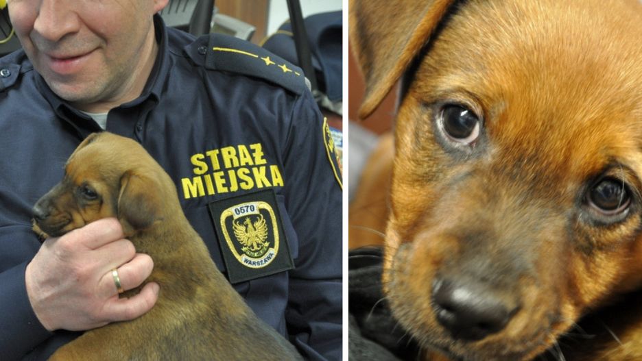 Błąkającego się po Młynowie szczeniaka przygarnęli strażnicy miejscy