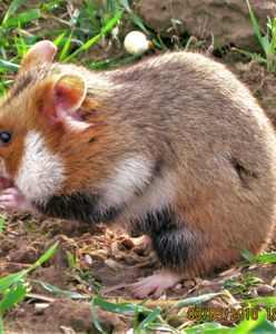 Rozbudowa trasy S7 zostanie wstrzymana? Wszystko przez nietypowy powód