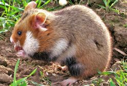 Rozbudowa trasy S7 zostanie wstrzymana? Wszystko przez nietypowy powód