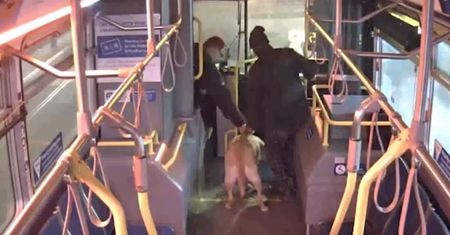 Kierowca autobusu uratował skradzionego psa