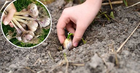 Zapisz tę datę w kalendarzu – właśnie wtedy najlepiej posadzić czosnek w tym roku!