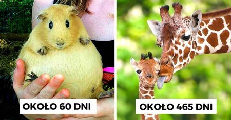 Ile trwa ciąża u zwierząt? 15 dowodów na to, że matka natura doskonale wie co robi