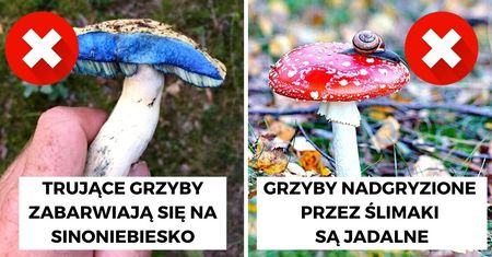 10 najczęściej powtarzanych mitów, które narosły wokół grzybów niczym leśna ściółka
