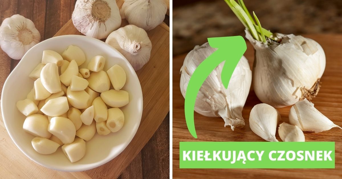 Czy można jeść kiełkujący czosnek? Czy zielone pędy mogą być groźne?
