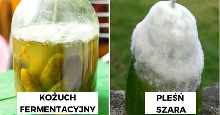 Co zrobić, aby ogórki kiszone nie spleśniały w słoiku? Jeden patent uratuje Twoje przetwory