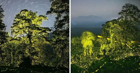 Synchroniczne migotanie świetlików. Fotograf uwiecznił na zdjęciach rozświetlony las