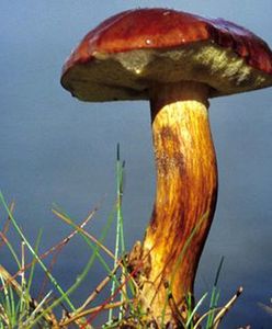 Ile można zarobić na grzybach?