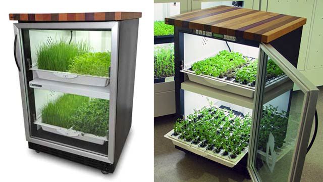 Urban Cultivator - domowa uprawa ziółek