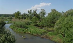 Trujące osady zalewają wieś. Zwierzęta padają jedno po drugim