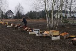 Zginęło pół miliona pszczół. Zniszczona pasieka na Mazowszu
