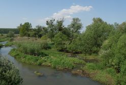 Trujące osady zalewają wieś. Zwierzęta padają jedno po drugim