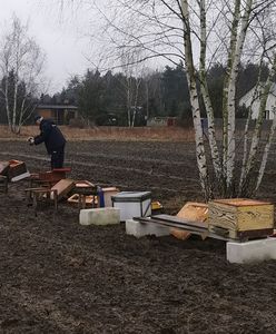 Zginęło pół miliona pszczół. Zniszczona pasieka na Mazowszu