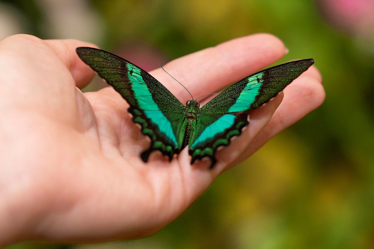 Motyl siadający na ciele to dobry znak. Fot. Freepik