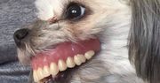 Pies ukradł sztuczną szczękę. Ten uśmiech powala