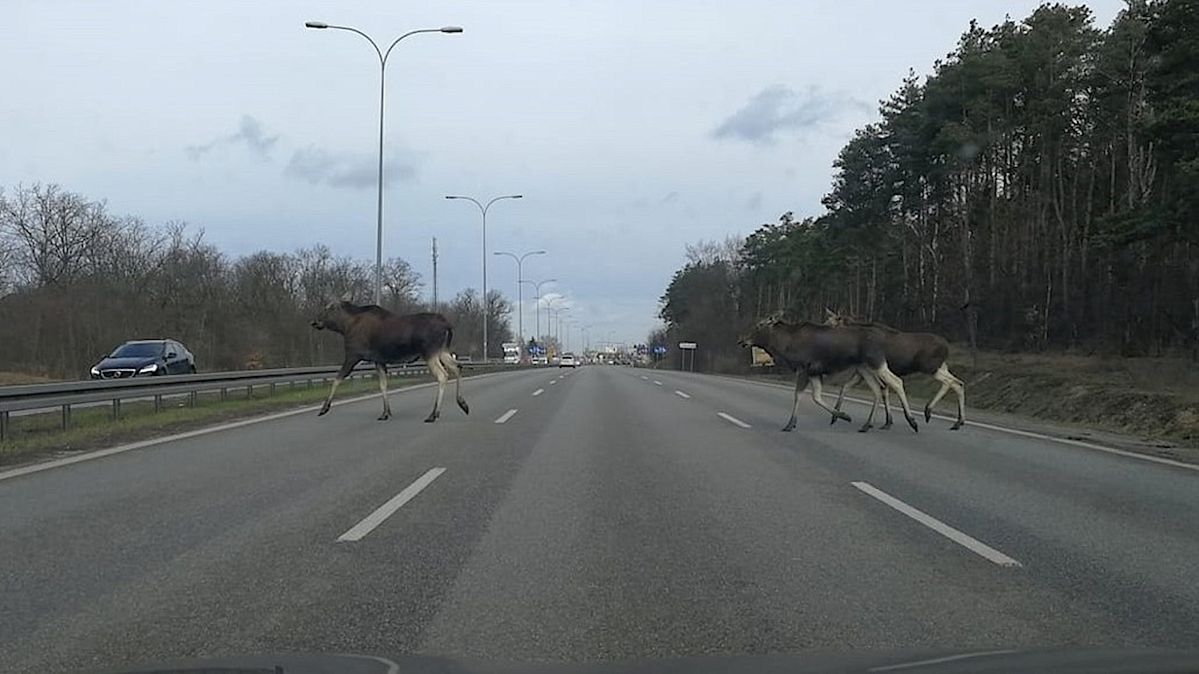 Łosie w Warszawie. "Przystanek Alaska"