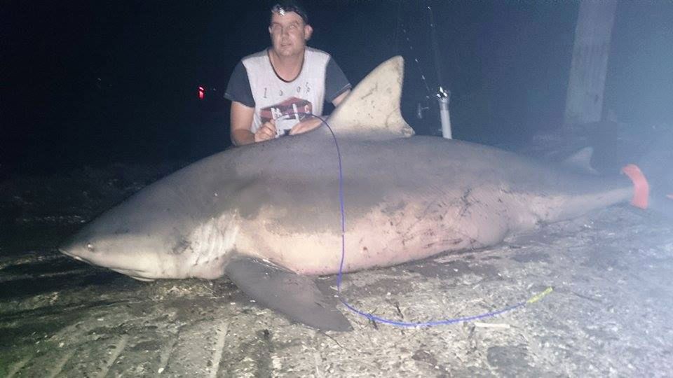 Złapał rekina w rzece. Ryba ważyła 250 kg